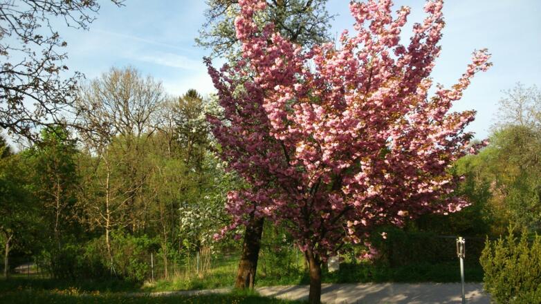 Baumblüte Spitzwirt