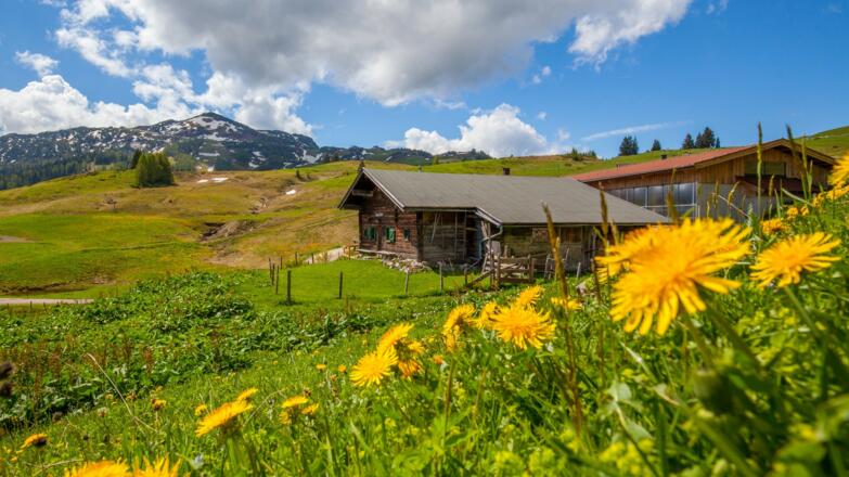 Sommer auf der Steinplatte