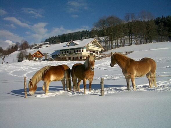 Unsere Pferde im Schnee