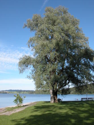 Der Niedersonthofener See