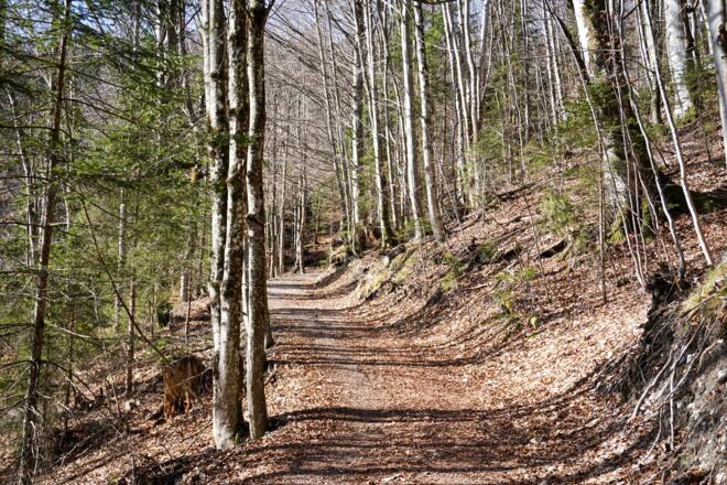 Forstweg Wanderung Postalm