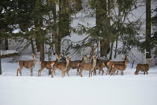 Hirschrudel im Winter