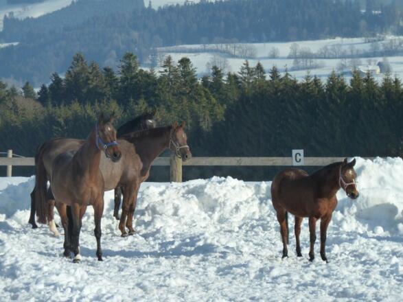 pferdeimschnee