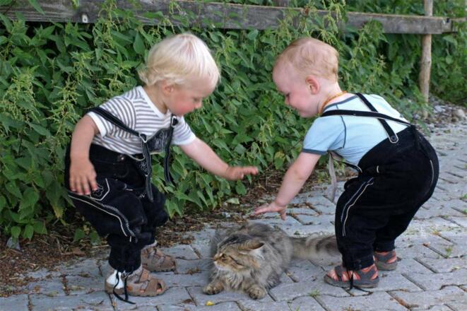 Nicht immer wollen die Katzen so, wie die Kinder wollen
