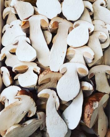 steinpilze aus der Region