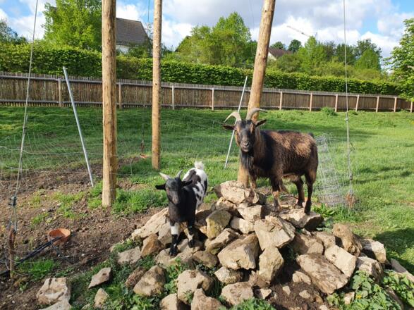 Klein &quot;Gustl&quot;