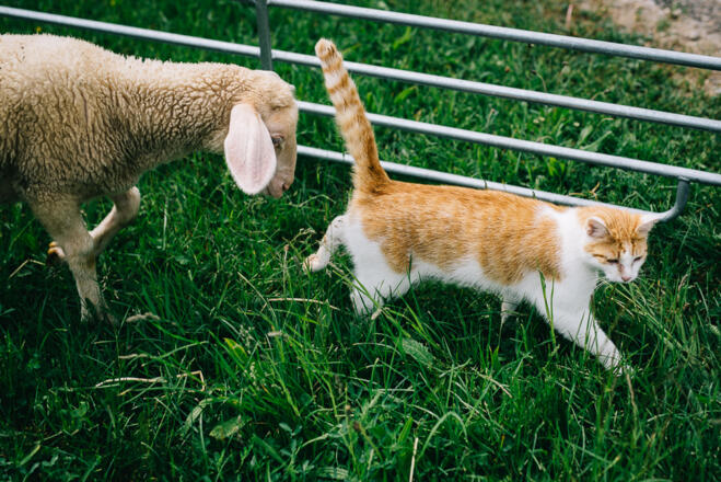 Katze Felix mit Schaf Liese