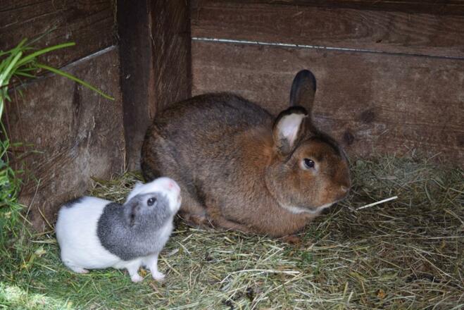 Hase und Meerschweinchen