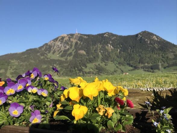 Blick zum Grünten Sommer