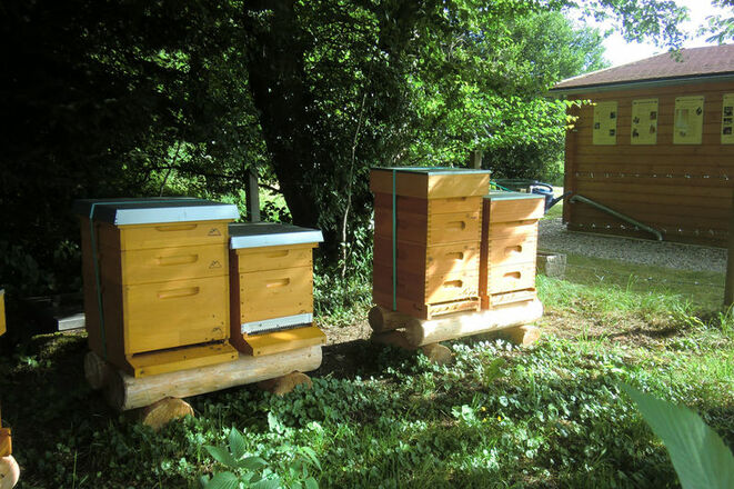 Bienenkästen