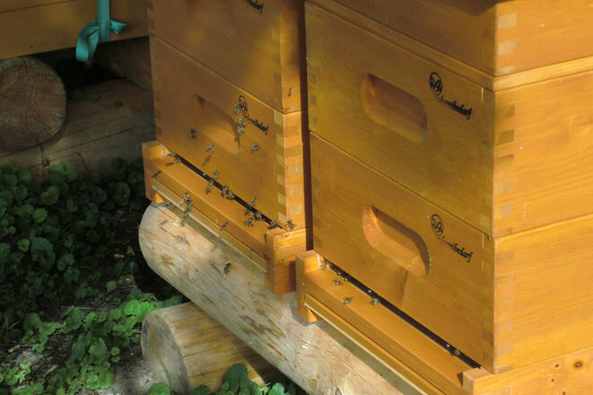 Ein- und Ausflug der Bienen an den Bienenkästen