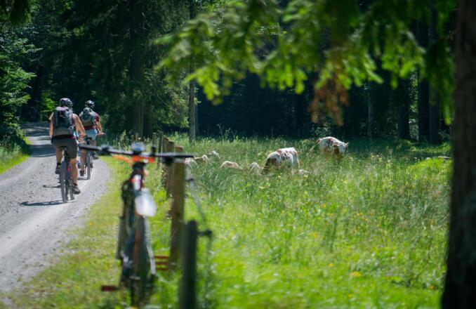 Auf dem Weg zur Schwarzentenn-Alm