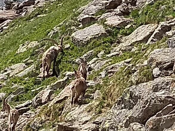 Steinböcke im Stubaital