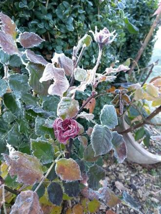 der erste Frost