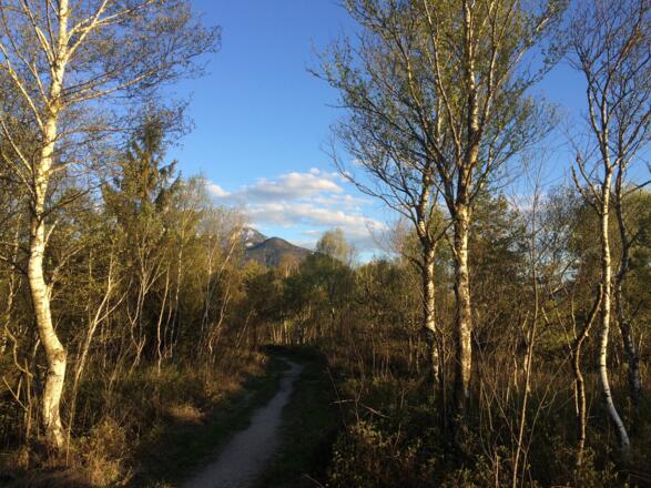 Im Naturschutzgebiet Kendlmühlfilzen