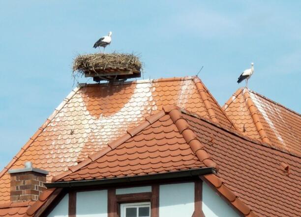 Storchenpaar in Ipsheim