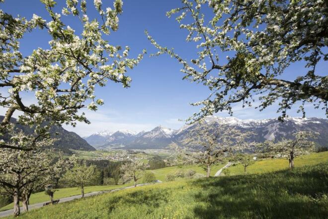 Kirschblüte am Pinzgerhof