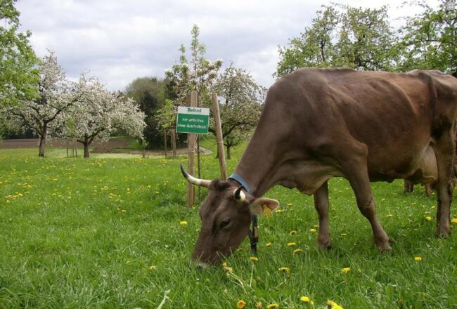 Bio ist bei uns angesagt
