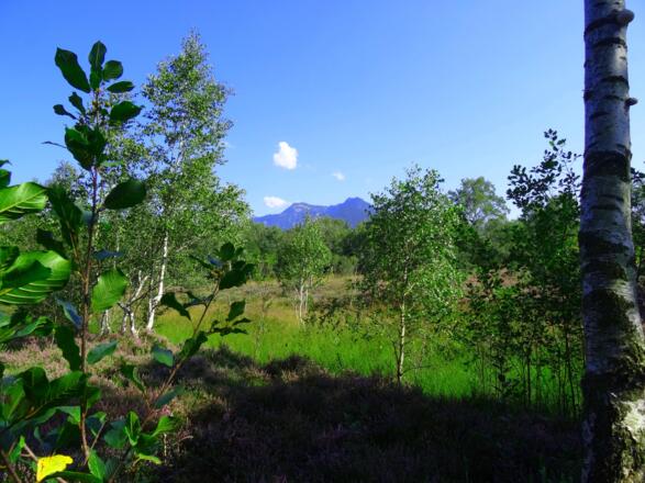 Heideblüte in der Kendlmühlfilze