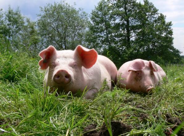 Heute schon &quot;Schwein&quot; gehabt?!