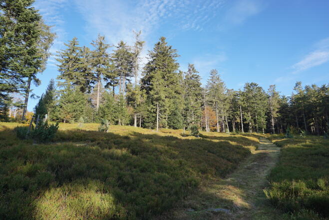 Fläche Nr. 10 - Hochberg-Südwesthang