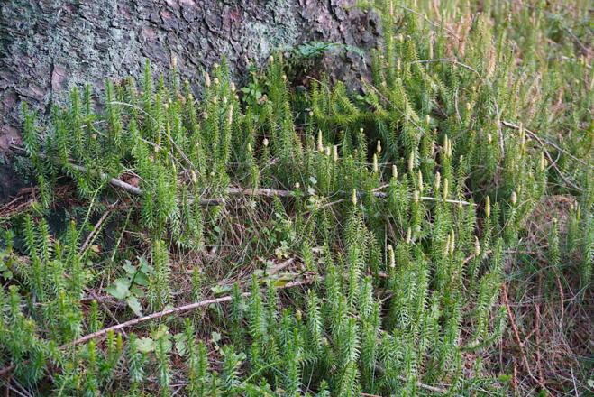 Moose an sonnigen Stellen