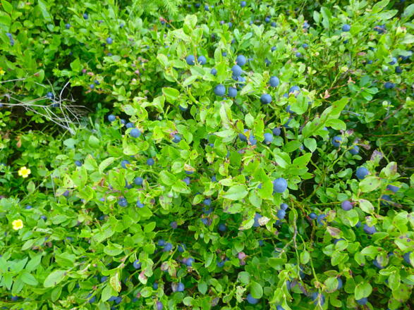 Reife Heidelbeeren auf allen Flächen