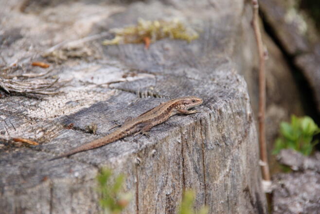 Erdeidechsen lieben sonnige Stellen