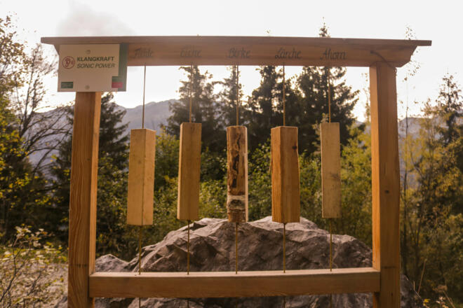 Die Kraft der Bäume - Baumlehrpfad in Kleinarl