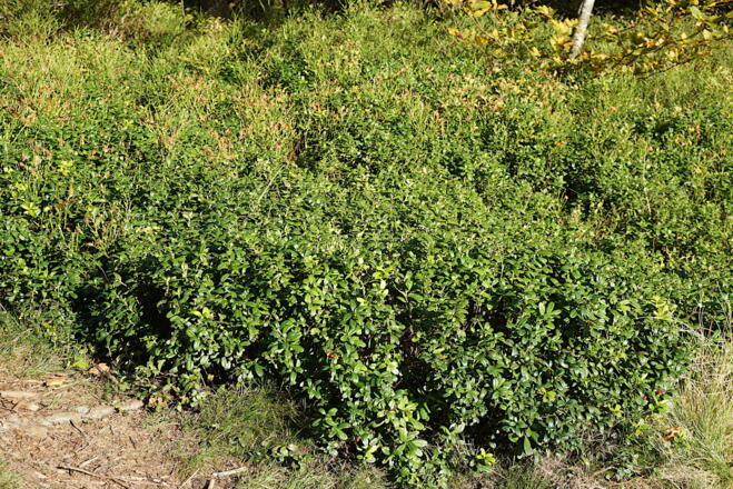 Preiselbeeren auf Fläche Nr. 10 - Hochberg-Südgipfel
