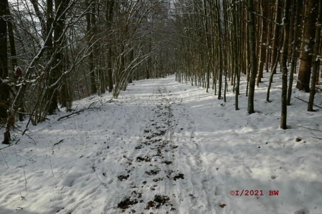 kurzer Wegabschnitt durch den Wald