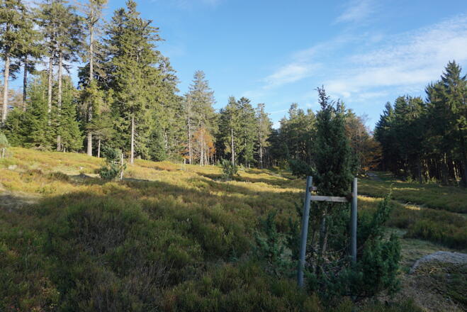 Fläche Nr. 10 - Hochberg-Südwesthang