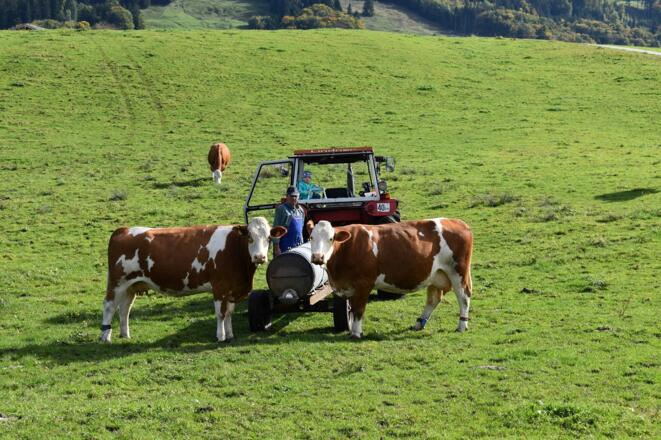Auf der Kuhweide