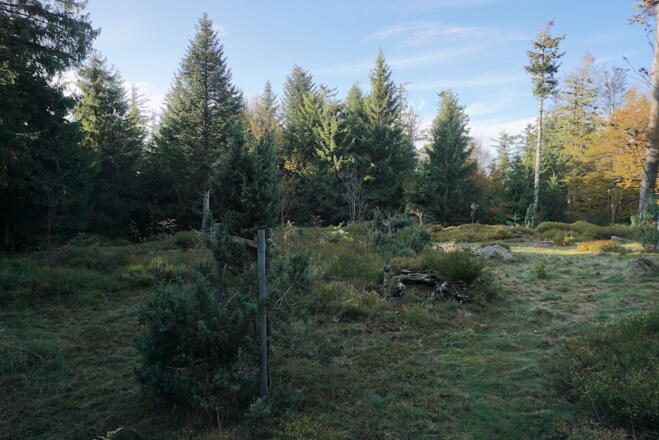 Fläche Nr. 8 - Hochberg-Nordgipfel