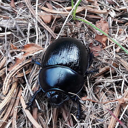 Käfer haben auf den Flächen ein zu Hause