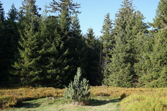 Prächtiger Einzelstrauch