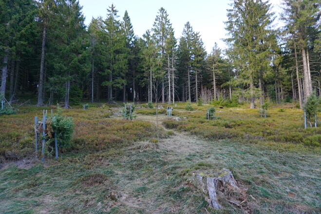 Fläche Nr. 9 - Predigtstuhl-Westhang