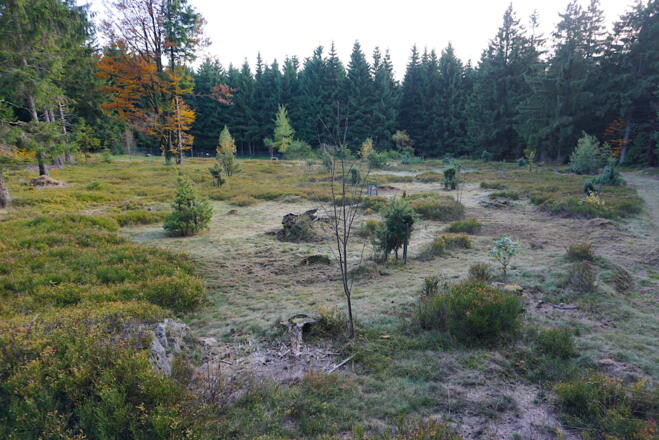 Fläche Nr. 9 - Predigtstuhl-Westhang