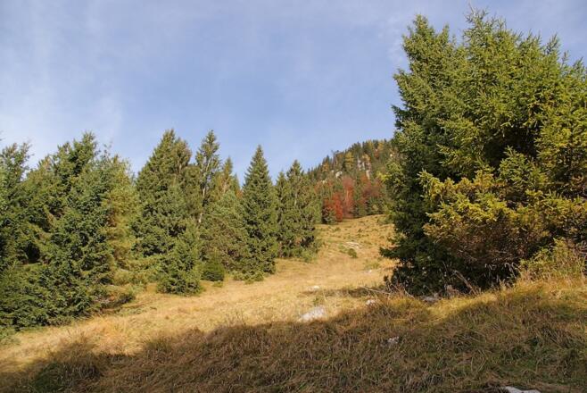 Lichtung im oberen Teil