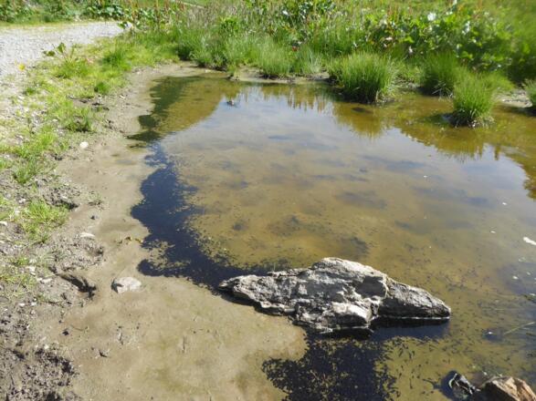 Pfütze mit Kaulquappen am Weg