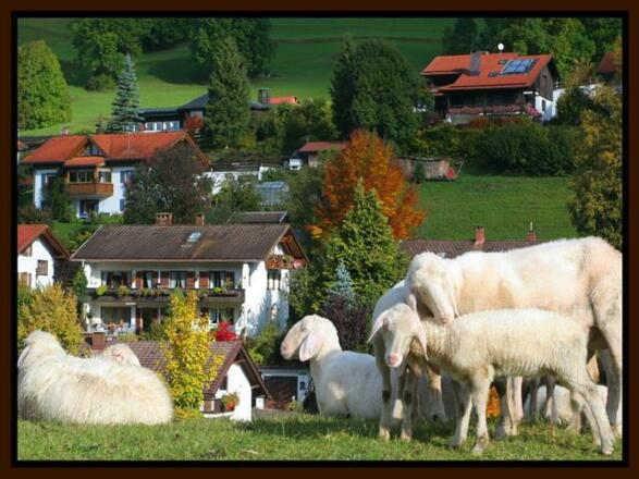 Haus mit Schafen,Wankleite