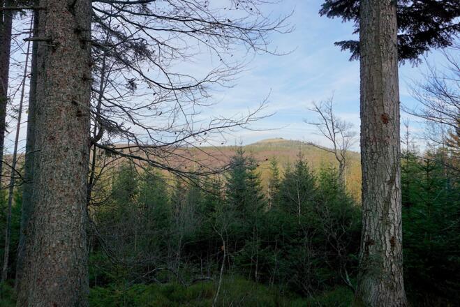Blick zum Lusen vom Weg nach Waldhäuser