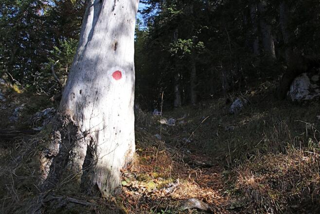 Alter Baum vor dem Gernsattel