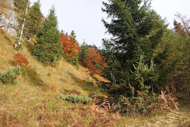 Lichtung im Mittelteil