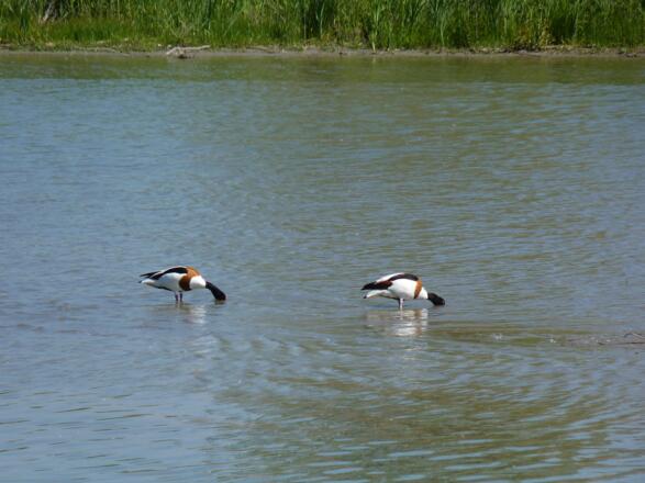 Am Innradweg bei Ering