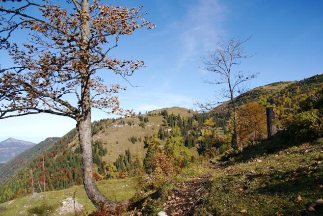 Weg über der Kreuzangeralm