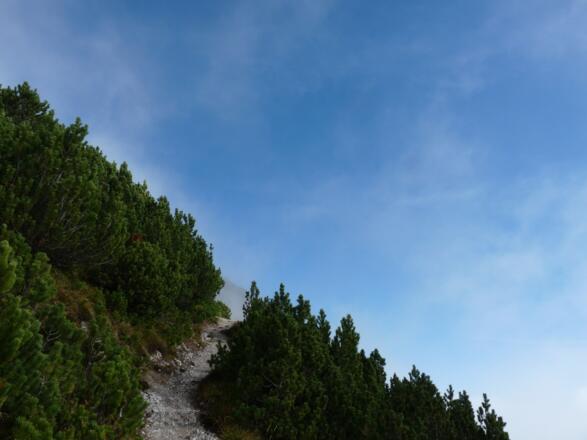 Niedrige Zirbelkiefern säumen den Weg zwischen Fürstensteig und Kuegrat