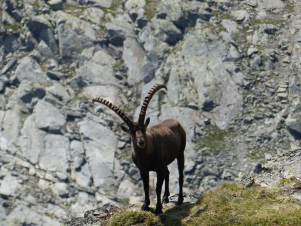 Beim Aufstieg trifft man nicht selten auf kapitale Steinböcke.