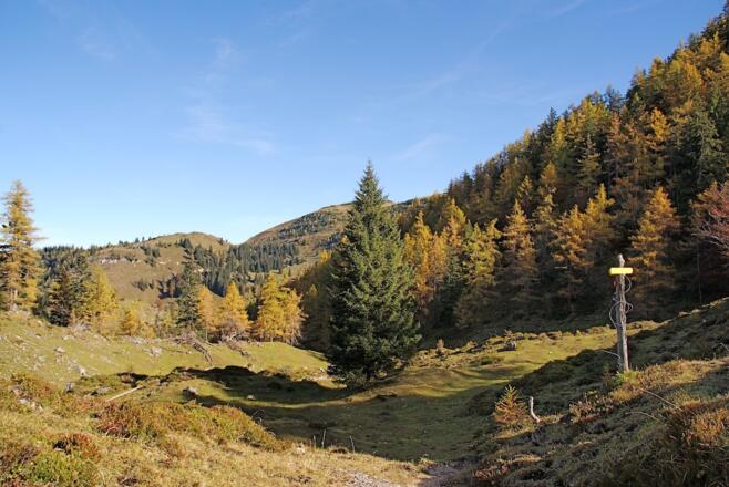 Weg durch Lärchenwald am Hang entlang