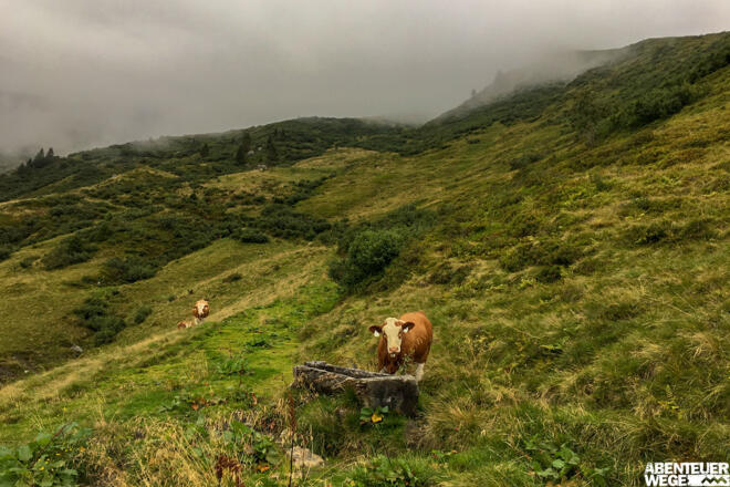 Weidende Kühe auf der Rockfeldalm